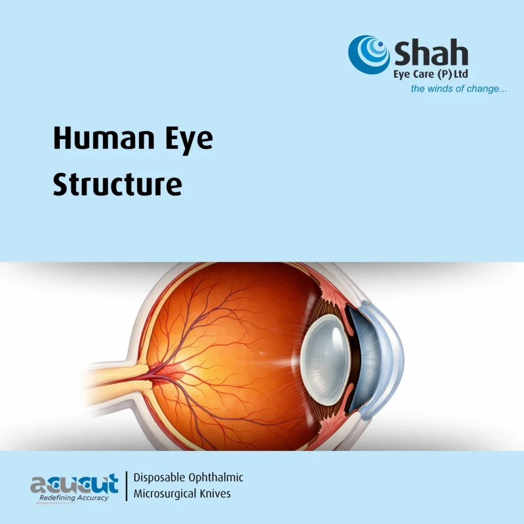 Human Eye Structure