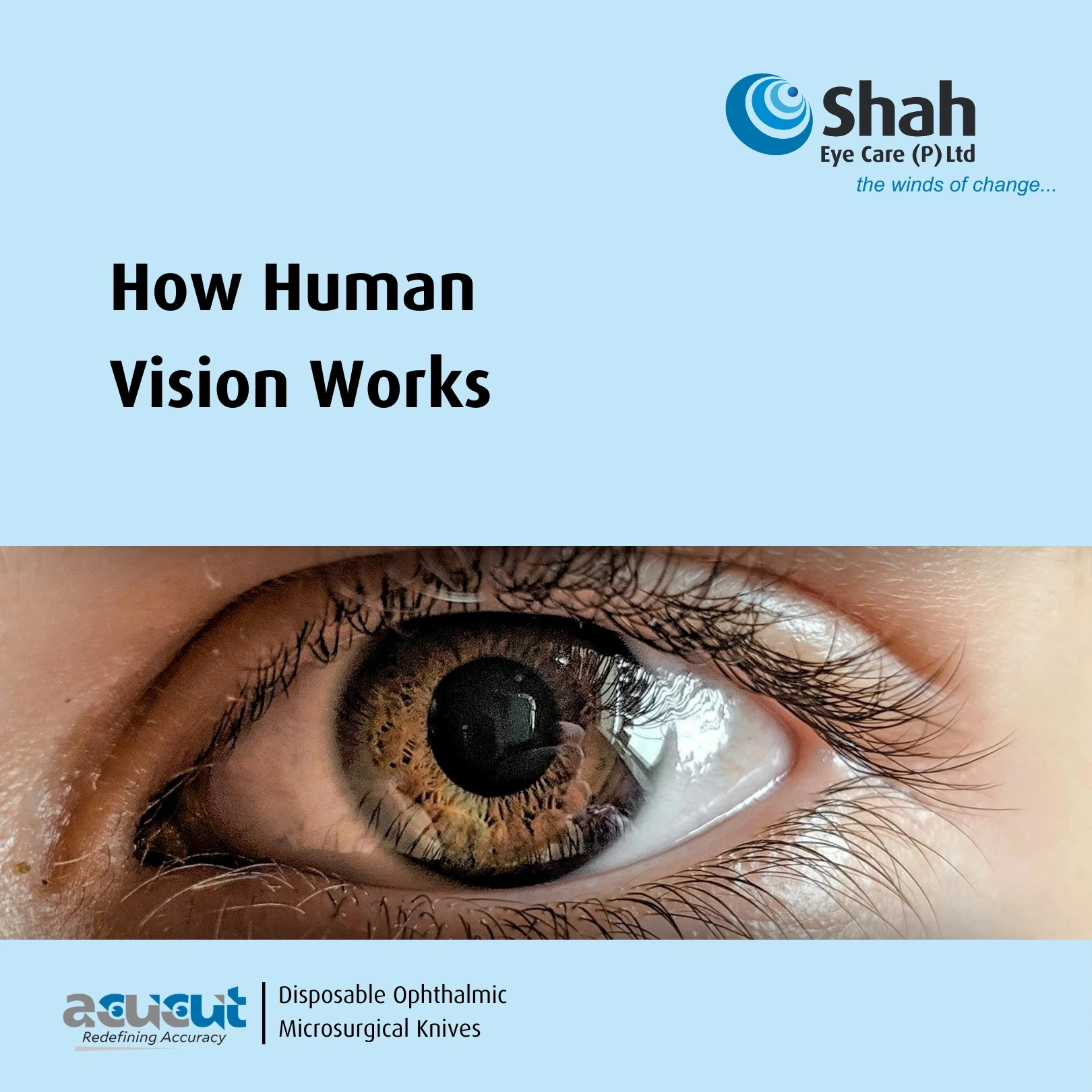 How Human Vision Works